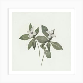 Two White Flowers Art Print