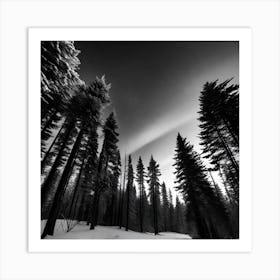 Black And White Forest 2 Art Print