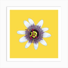 Yellow Passionfruit Flower Square Art Print