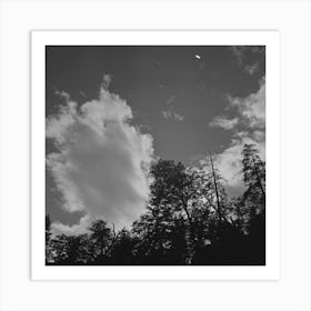 Shasta County, California, Trees And Clouds By Russell Lee Art Print