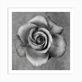 Black And White Rose 1 Art Print