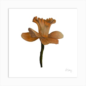 Yellow Tulip Art Print