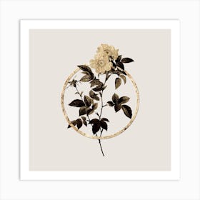 Gold Ring White Anjou Roses Glitter Botanical Illustration Art Print