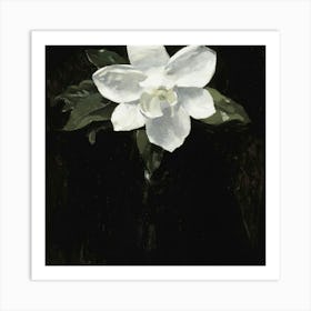 White Magnolia Art Print