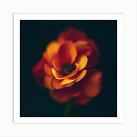 Orange Flower Art Print