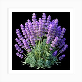 Purple Lavender Flowers Blooming On A Black Background Art Print