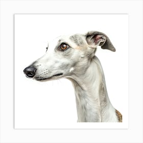 Whippet Dog Portrait Poster