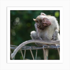 Macaque monkey at Bali Art Print
