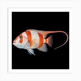 It's a vibrant fish with striking red and white stripes 1 Art Print