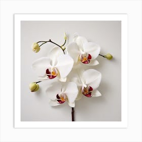 Orchid 4 Art Print