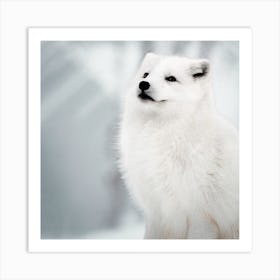 White Arctic Fox 1 Art Print