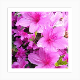 Pink Azaleas 12 Art Print