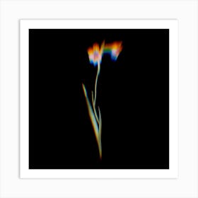 Prism Shift Sword Lily Botanical Illustration on Black Art Print
