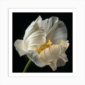 White Tulip Art Print