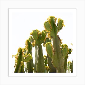 Cactus starting to bloom Art Print