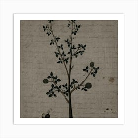 Pomegranate Tree Art Print