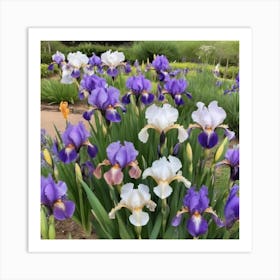 Iris Garden Art Print