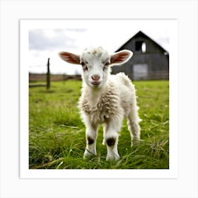 Grass Rural Green Goat Farm White Nature Field Mammal Milk Farming Farm Animal Domestic Art Print