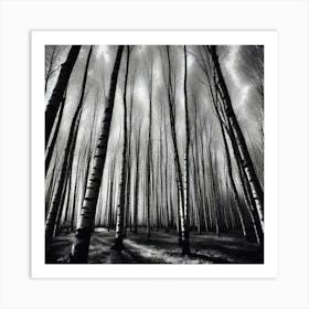 Birch Forest 41 Art Print
