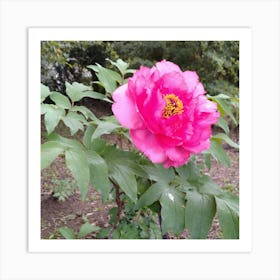 Peony 17 Art Print