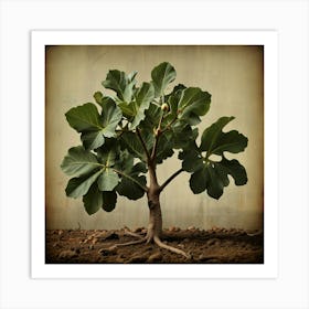 Fig Tree Art Print 1 Art Print