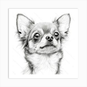 Chihuahua 1 Art Print