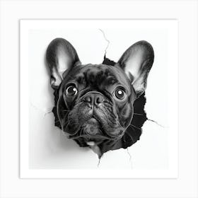 French Bulldog Peering Out Through A Hole In The Wall Art Print