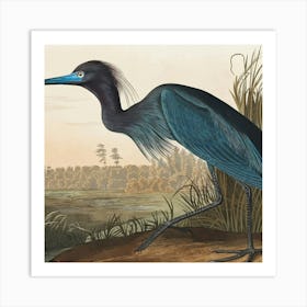 Blue Heron Art Print