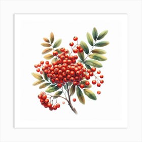 Rowan berries 6 Art Print