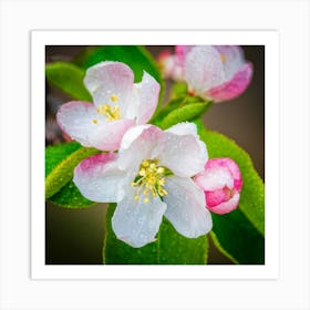 Blooming Pear Tree In Spring Close Shot Showcasing The Intricate Arrangement Of Small Blush Toned B 2 1 Art Print