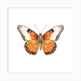 Butterfly 8 Art Print