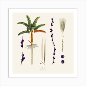 Açaí Poster Art Print