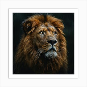 Lion In The Rain Art Print