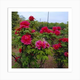 Peonies In Bloom in Japan Art Print