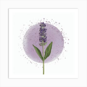 Lavender Flower Art Print