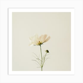 Single White Flower Art Print