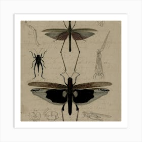 Insects And Spiders Art Print