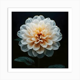 Dahlia Stock Videos & Royalty-Free Footage Art Print