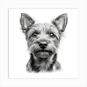 Australian Terrier Art Print