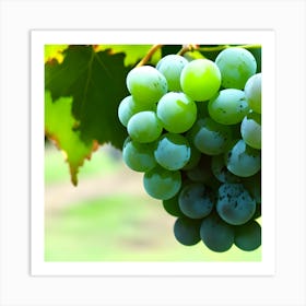 Green Grapes With Calm Background (1) Art Print