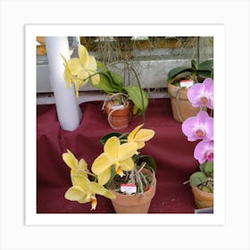 Orchids In Pots 5 Art Print