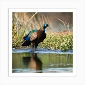 Peacock In Water Art Print