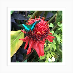 Blue Butterfly on Red Flower Art Print