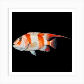 It's a vibrant fish with striking red and white stripes 2 Art Print