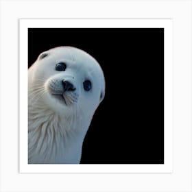 Seal Pup Art Print