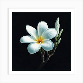 White Frangipani Art Print