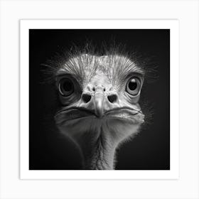 Ostrich 2 Art Print