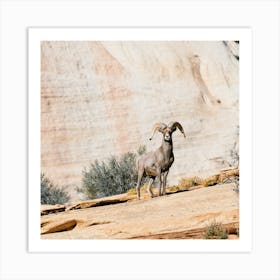 Desert Bighorn Sheep On Cliff Art Print