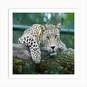 Leopard Resting On Log Art Print