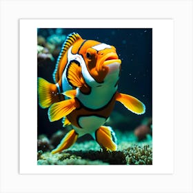 Clownfish 1 Art Print